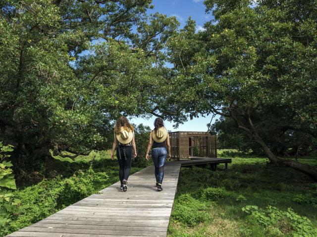 Swamp at Domaine de Deva, Bourail
