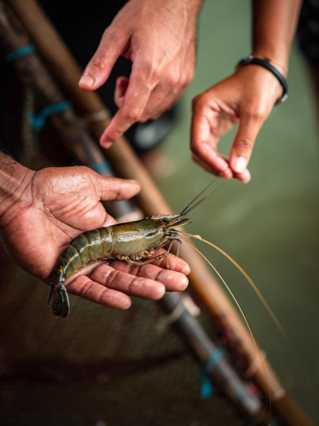 Creek shrimp fishing on the West Coast