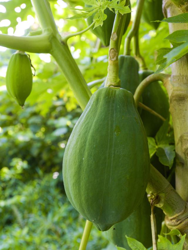 Green papaya from New Caledonia