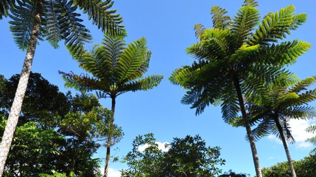 Biodiversity at Grandes Fougères Park in New Caledonia