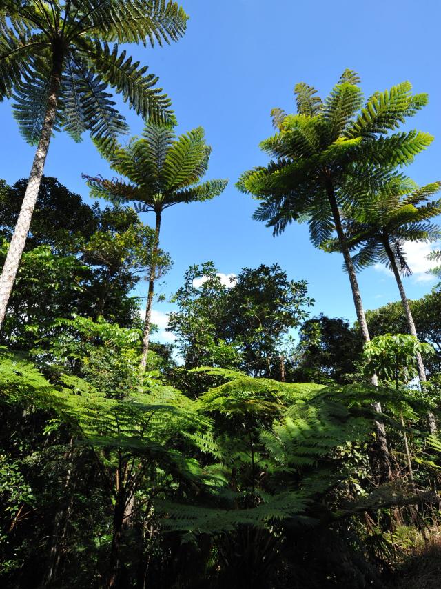 Biodiversity in the Grandes Fougères Park in New Caledonia