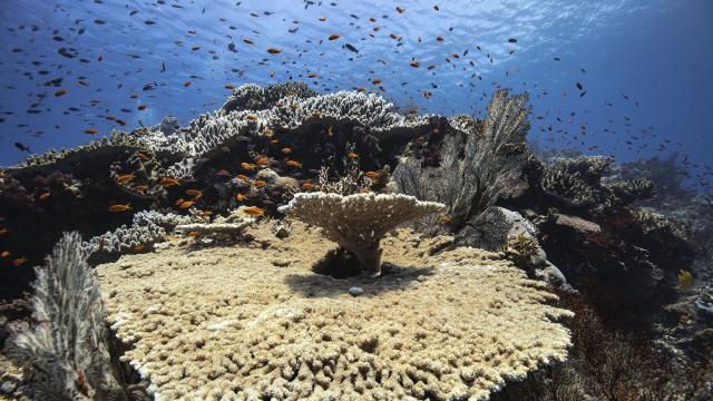 Dive around Lifou's coral and multicolored fish