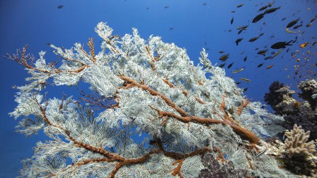 Dive and observe the gorgonians of Lifou