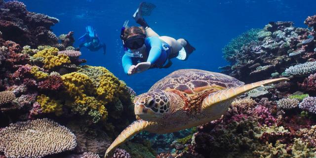 Snorkeling avec une tortue du lagon de Nouvelle-Calédonie