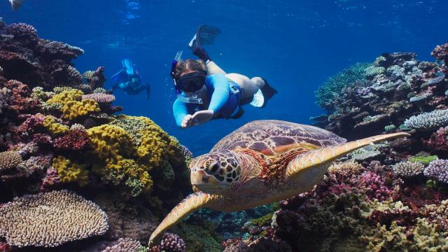 Snorkeling with a lagoon turtle