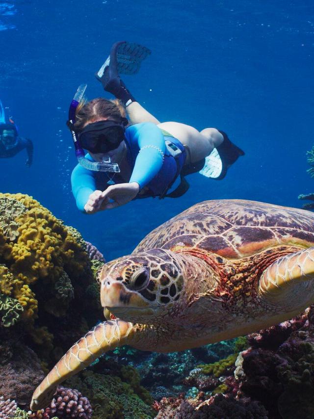 Snorkeling avec une tortue du lagon de Nouvelle-Calédonie