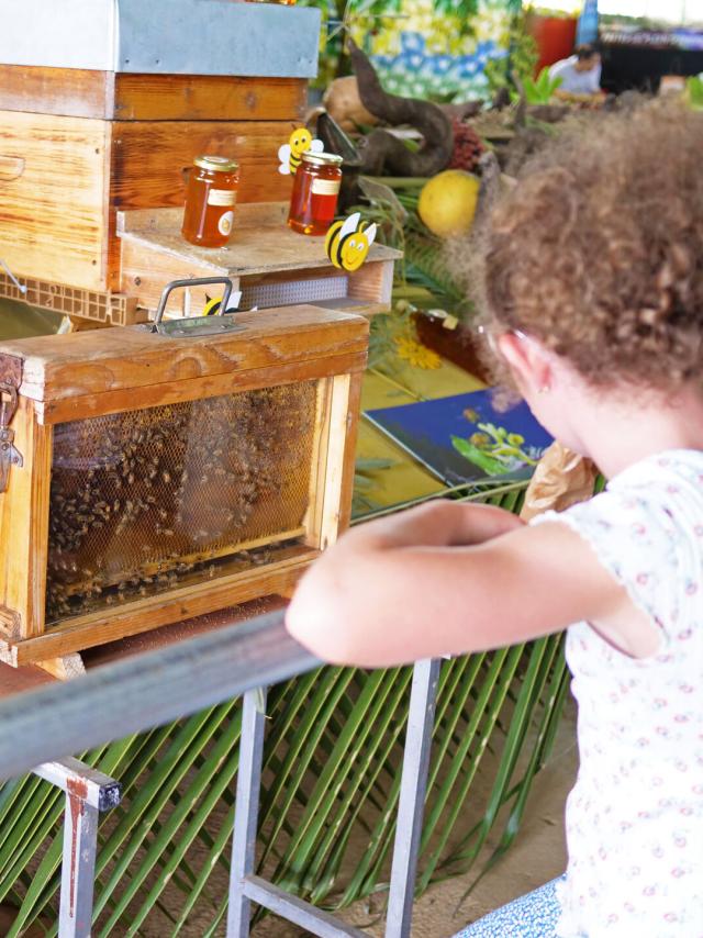 Beehive in New Caledonia