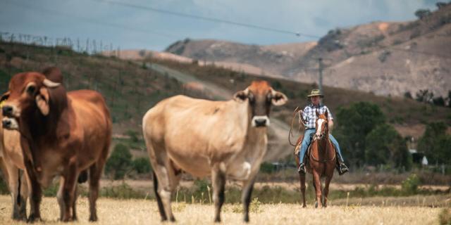 Stockmen bring in their cattle in Bourail