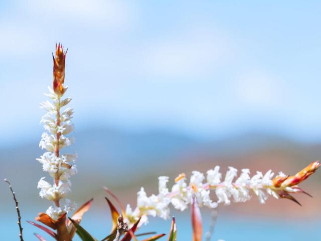 Fleur au Parc de la Rivière Bleue à Yaté