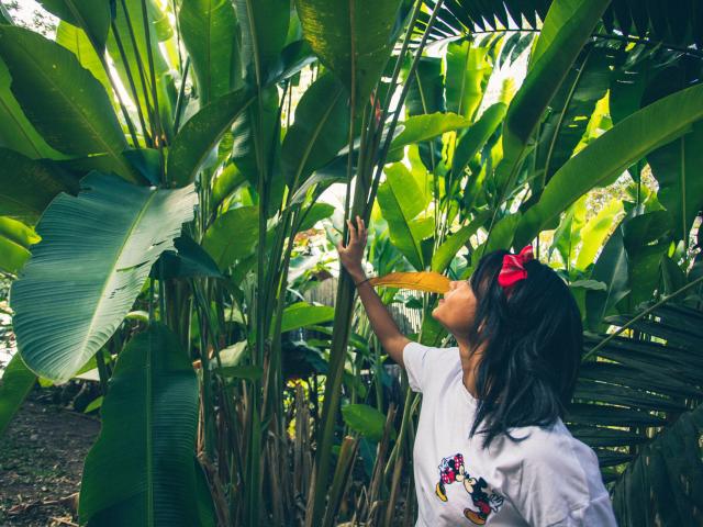 Tropical plant in Farino, West Coast