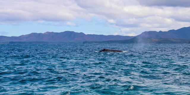 Whale watching in the Deep South