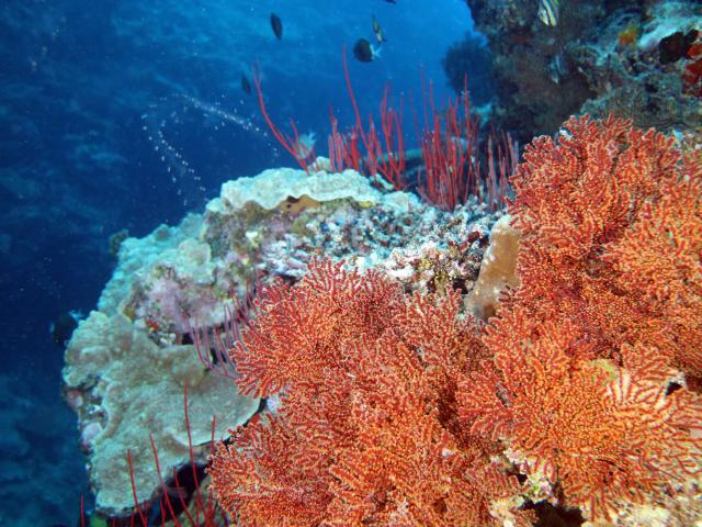 Plongee Bouteille Ile Des Pins Simon Mallender 1