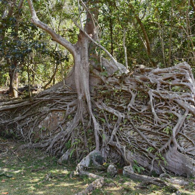 Banyan tree in the ancient village of Prony