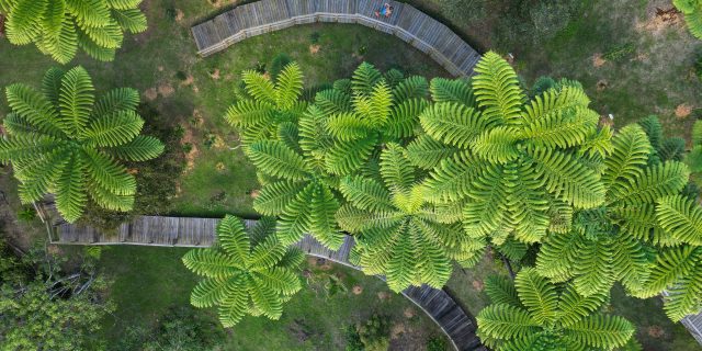 Parc des Grandes Fougères à Farino
