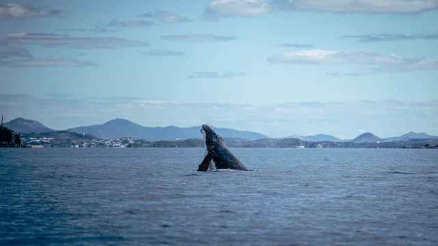 Whale watching in New Caledonia
