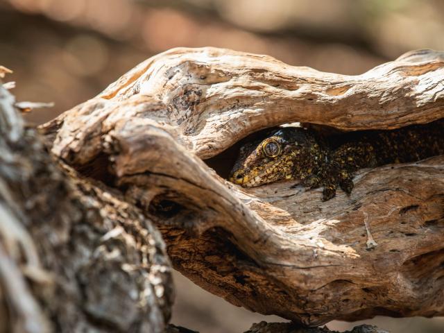 Giant Gecko of New Caledonia