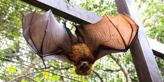 Roussette of the Parc Zoologique et Forestier