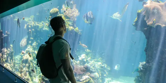 Un visiteur observe un grand bassin de l’Aquarium des Lagons à Nouméa, avec poissons tropicaux et coraux sous une lumière bleutée.