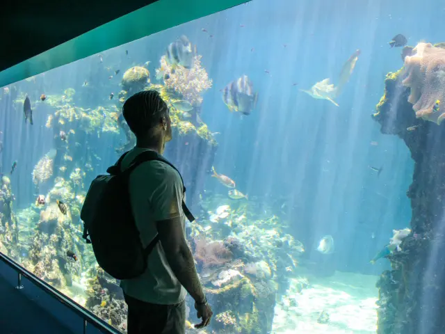 Un visiteur observe un grand bassin de l’Aquarium des Lagons à Nouméa, avec poissons tropicaux et coraux sous une lumière bleutée.