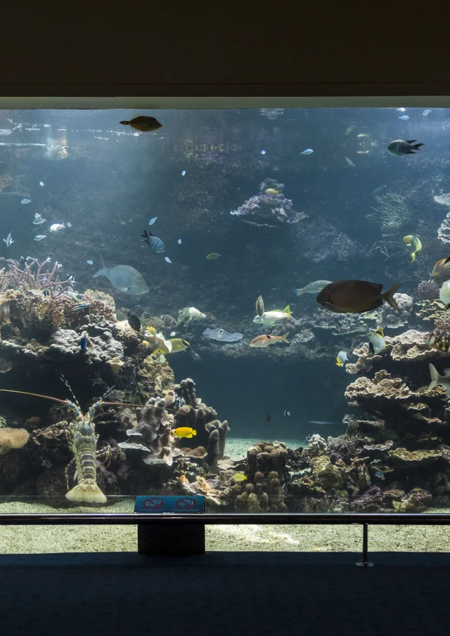 Aquarium Elissalde Arnaud2
