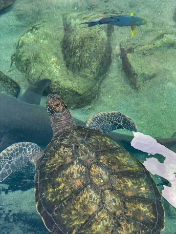 ラグーン水族館： 水中の不思議を発見しましょう | ニューカレドニア