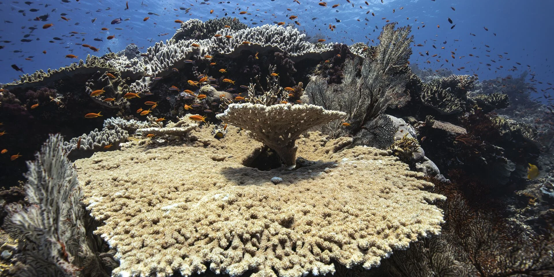 Dive around the corals and multicolored fish of Lifou