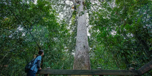 A visitor looks up at the giant kaori in Blue River Provincial Park, an iconic towering tree rising high above the surrounding forest.