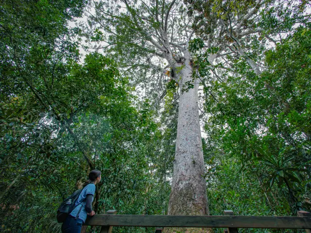 Une visiteuse contemple le grand kaori au Parc provincial de la Rivière Bleue, immense arbre emblématique dressé au cœur de la forêt.