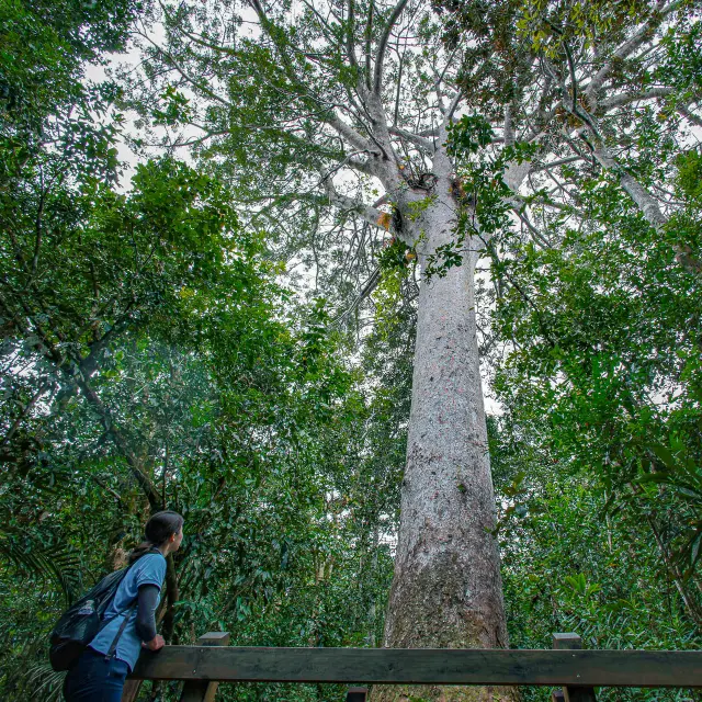 Une visiteuse contemple le grand kaori au Parc provincial de la Rivière Bleue, immense arbre emblématique dressé au cœur de la forêt.