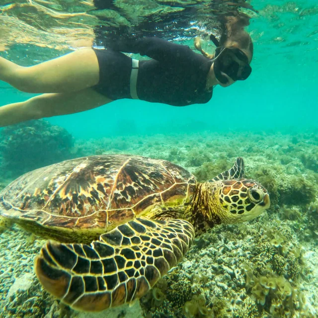 Snorkelling with turtles at Mebuet beach