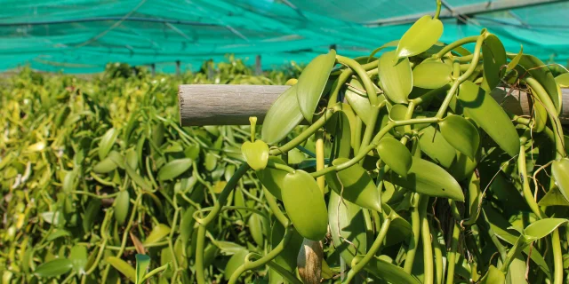Vanilla Plantation in Boulouparis