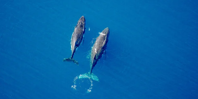 Whale watching in the South Lagoon