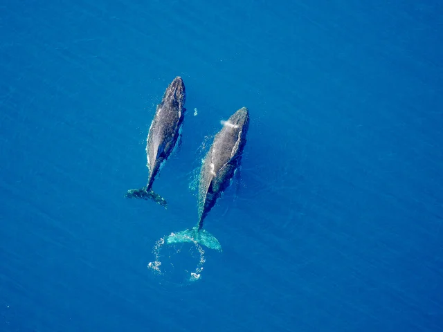 Whale watching in the South Lagoon