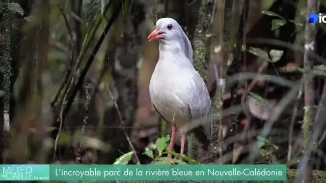 La parc de la Riviere Bleue abrite une vaste population de cagous