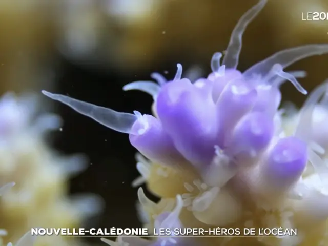 Nouvelle-Calédonie : « Les super-héros de l'océan » au 20 heures de TF1