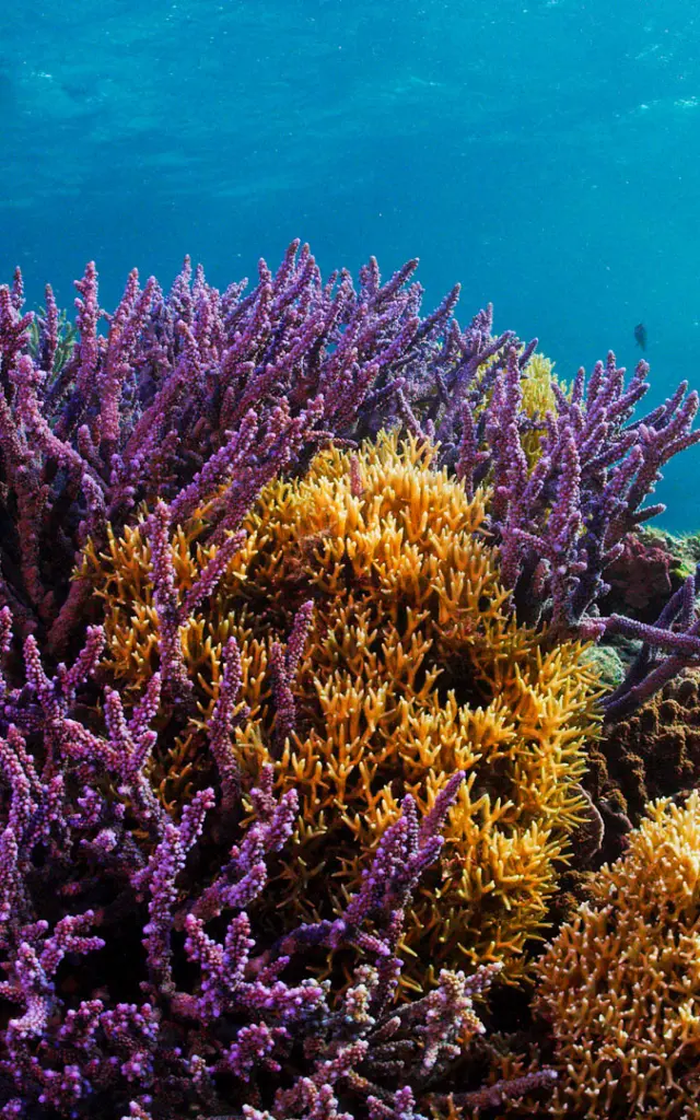 Massifs de coraux colorés dans les eaux claires du lagon de Nouvelle-Calédonie, avec des coraux violets, jaunes et orangés sous la lumière du soleil.