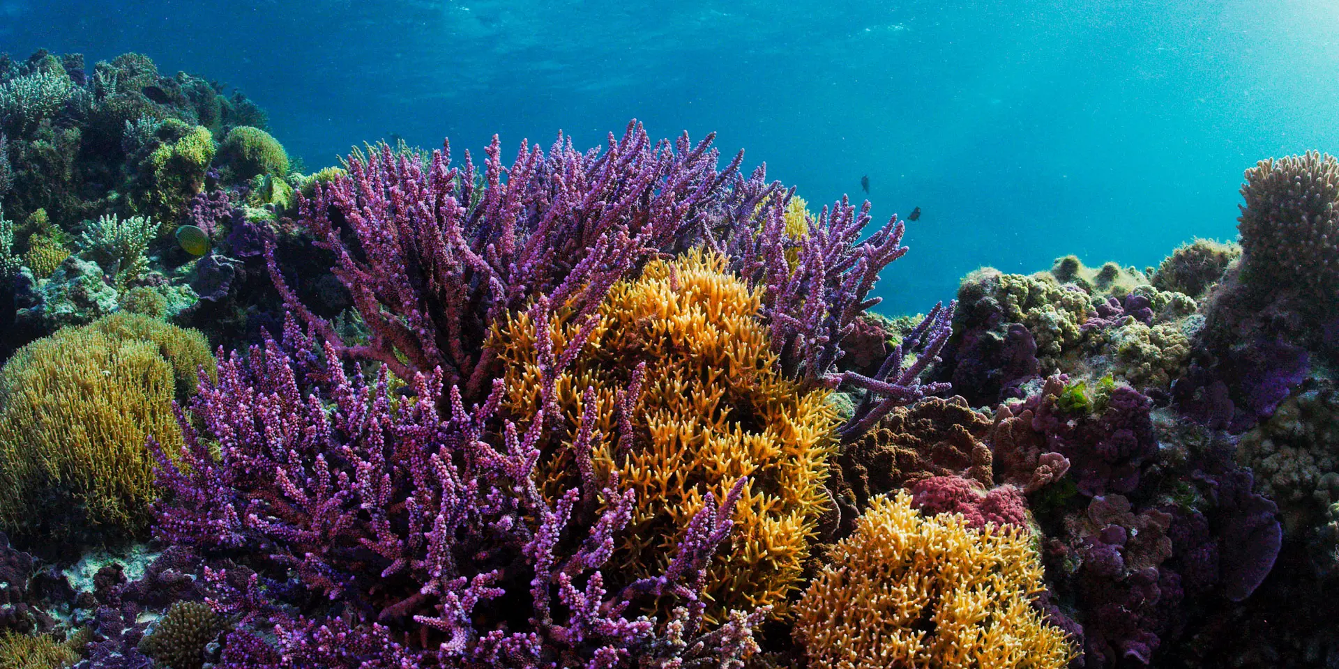 Massifs de coraux colorés dans les eaux claires du lagon de Nouvelle-Calédonie, avec des coraux violets, jaunes et orangés sous la lumière du soleil.