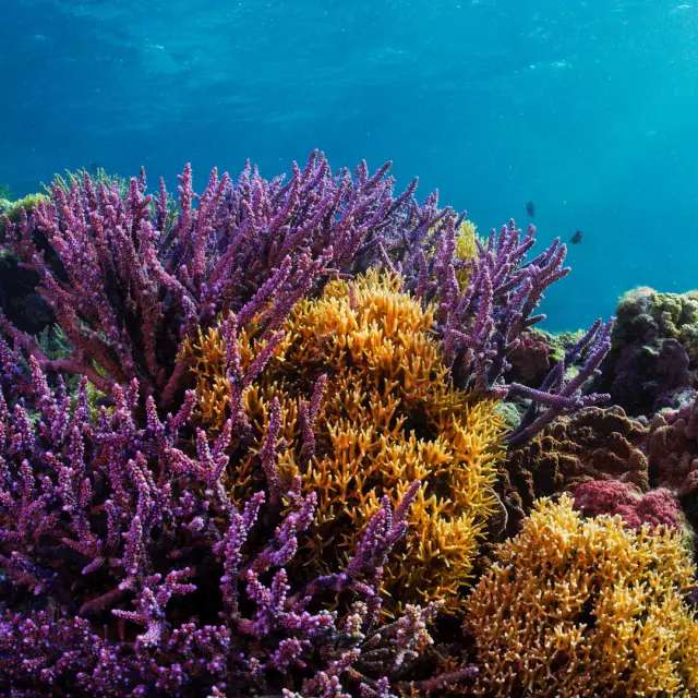 Massifs de coraux colorés dans les eaux claires du lagon de Nouvelle-Calédonie, avec des coraux violets, jaunes et orangés sous la lumière du soleil.