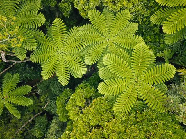 Vue aérienne de la canopée du Parc des Grandes Fougères, où de grandes fougères arborescentes déploient leurs frondes au cœur d’une forêt dense.