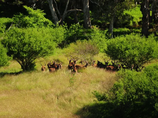 Un troupeau de cerfs se tient dans une clairière de Nouvelle-Calédonie, au milieu des hautes herbes et de la végétation.