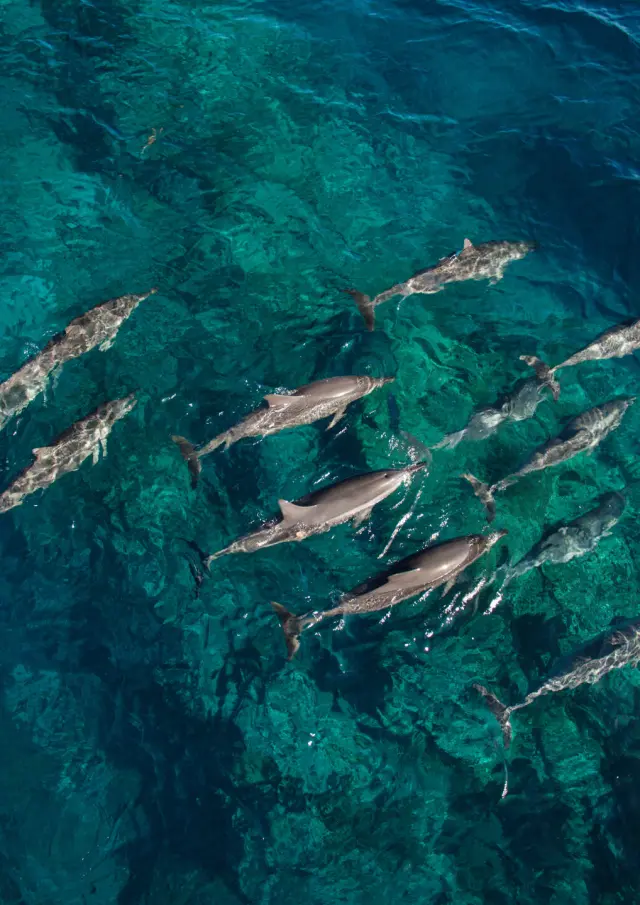 Banc de dauphins à Kone