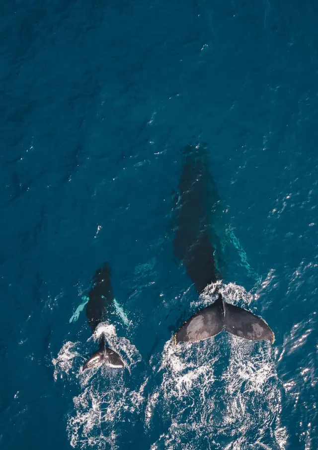 Baleine A Bosse