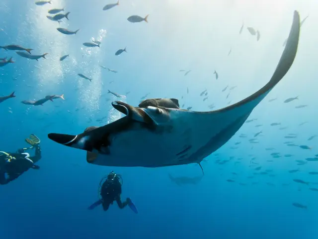 Raie Plongee Sous Marine