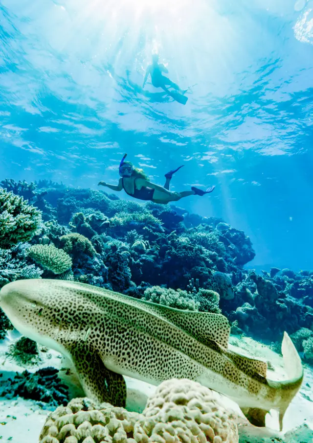 Scène sous-marine dans le lagon de Nouméa, près de l’îlot Goéland, avec des coraux, un requin au premier plan et des snorkeleurs nageant en surface.