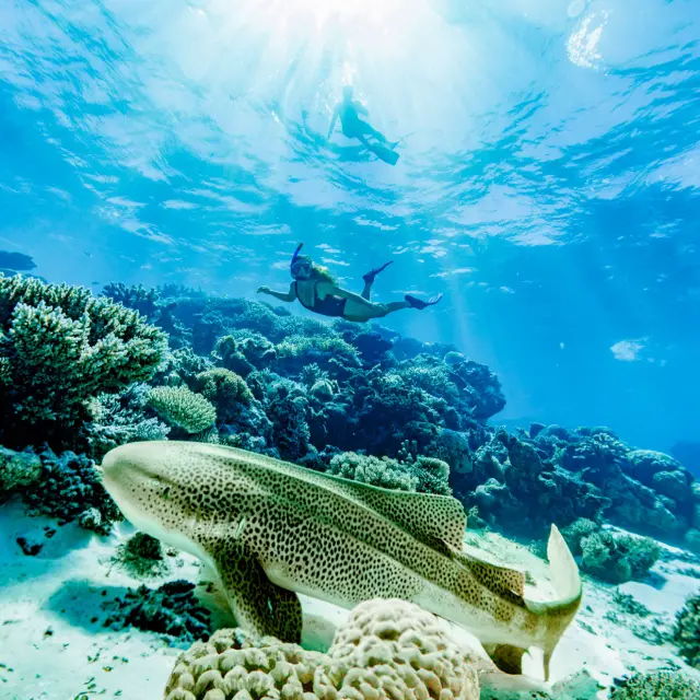 Scène sous-marine dans le lagon de Nouméa, près de l’îlot Goéland, avec des coraux, un requin au premier plan et des snorkeleurs nageant en surface.